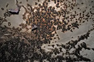 Bats - inside Ankarana cave - Ankarana National Park - Northern Madagascar