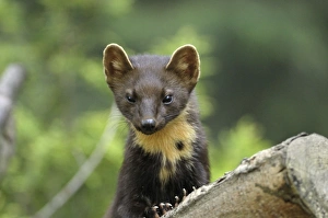 Images Dated 2nd August 2007: Baummarder