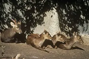 Java Prints: Bawean / Kuhl's Deer - male (left) and female deer resting
