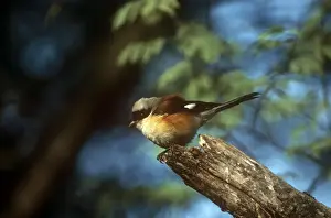 Shrikes Prints: Bay-backed Shrike - Bharatpur India