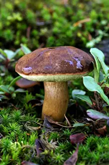 Bay Boletus - Habitat in mixed woods. Bedgebury Pinetum - Kent, UK. October. Good to eat and usually free of maggots