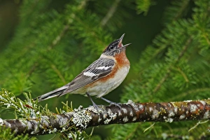 Images Dated 12th June 2006: Bay-breasted Warbler
