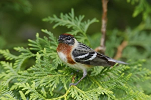 Images Dated 12th June 2006: Bay-breasted Warbler
