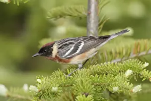 Dendroica Prints: Bay-breasted Warbler. Adult male in breeding plumage on breeding territory