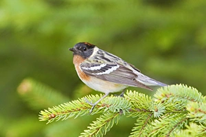 Images Dated 26th May 2008: Bay-breasted Warbler - Maine in May - USA