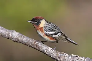 Bay-breasted Warbler male. June in Maine. USA