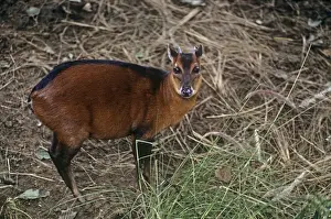 Bay Duiker