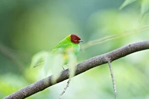 Bay-headed Tanager - on branch among leaves