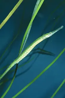 Pipefish Prints: Bay Pipefish In Eelgrass (shallow water)