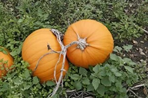 BB-1000 Pumpkins - ready for harvest