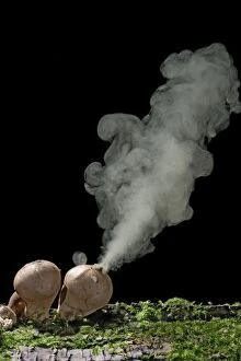 BB-1022 Puffballs - releasing spores