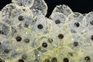 BB-1213 Frogspawn of common frog - 1 x at 35mm
