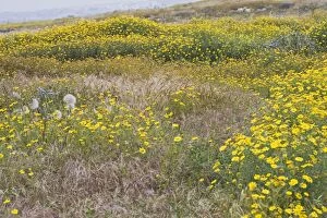 BB-1272 Wild flowers - Cyprus meadow
