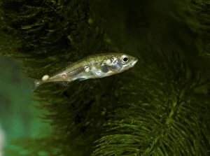 BB-1320 Fish - Cysts of glugea anomala on stickleback