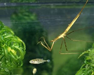 BB-1372 Water stick insect about to strike at stickleback