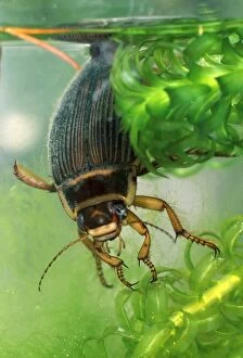 BB-1373 Great diving beetle female amongst water plants close up female