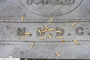 BB-1409 Maggots - bred in Beds CC bin crawling on lid