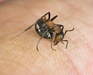 BB-1415 Wood ant bites & deposits formic acid on human