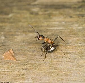 BB-1420 Wood ant defence posture