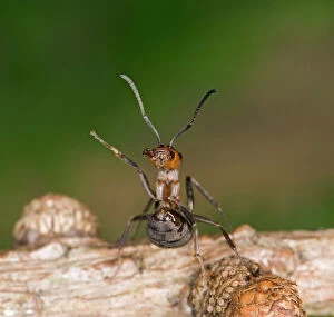 BB-1422 Wood ant defence posture