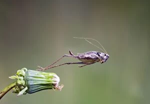 BB-1429 Dark bush cricket - female jumping