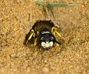 BB-1552 Beewolf / bee killer wasp - at nest entrance