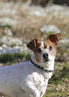 BB-1653 Dog - Jack russell in snowdrops