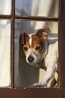 BB-1654 Dog - Jack russell at window