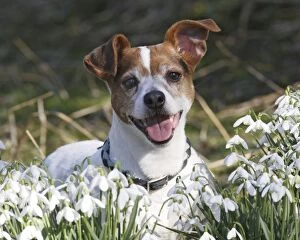 BB-1655-C Dog - Jack russell in snowdrops