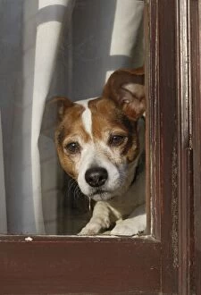 BB-1656 Dog - Jack russell at window