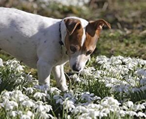 BB-1657 Dog - Jack russell in snowdrops