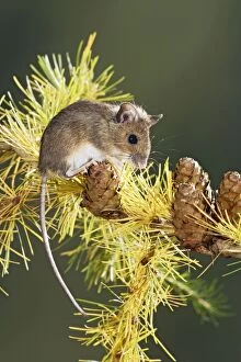 BB-1664 Wood mouse - on larch twig