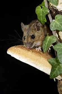 BB-1668 Wood mouse - on fungus