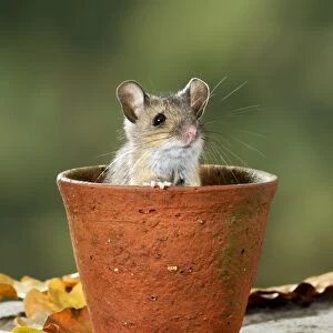 BB-1671-C Wood mouse - in flower pot