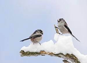 BB-1690-M Long-tailed Tits - on snowy branch