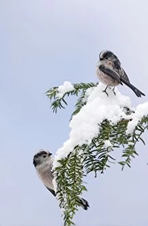 BB-1691-M Long-tailed Tits - on snow covered yew