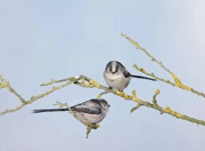 BB-1693-M Long-tailed Tits - on branch