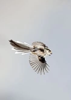BB-1703 Long-tailed Tit - in flight