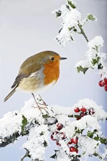 BB-1714 Robin - on snow covered holly