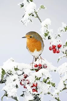 BB-1716 Robin - on snow covered holly