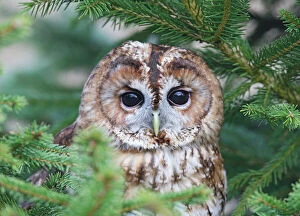 BB-1723 Tawny Owl - in fir tree