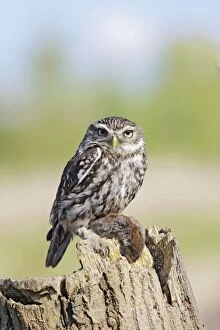 BB-1736 Little Owl - with bank vole prey