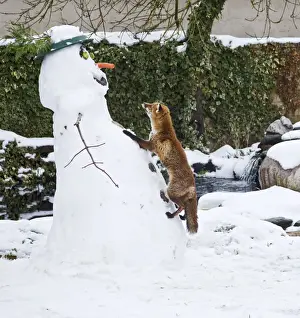 BB-2933 Red Fox - climbing up snowman about to steal snowmans nose in winter snow - UK 17300