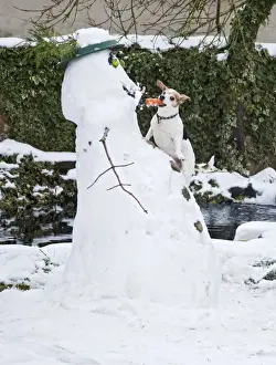BB-2935 Dog - Jack Russel - climbing up snowman stealing carrot nose in winter snow - UK 17304