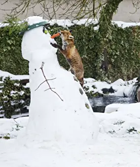 UK Wildlife Prints: BB-2937 Red Fox - stealing snowmans nose in winter snow - UK 17301