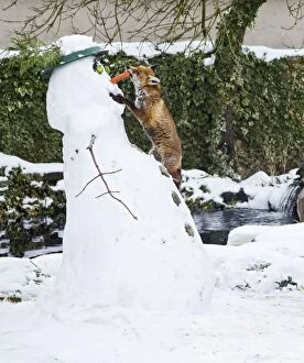 BB-2937Red Fox - stealing snowmans carrot nose in winter snow - UK17301