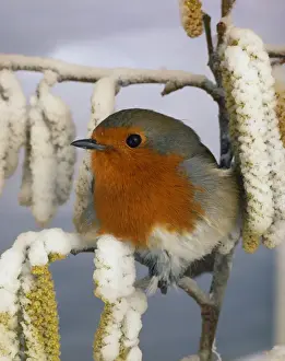 Robin