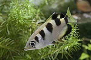 BB-958 FISH - Archerfish, side view in weeds