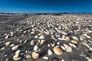 Beach covered in shells