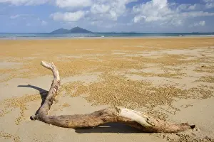Dead Prints: Beach and Dunk Island - dead tree branch stranded on famous Mission Beach